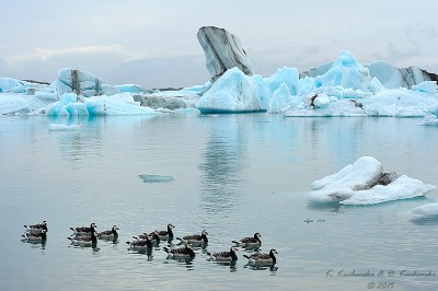 Branta leucopsis w Jokulsarlon