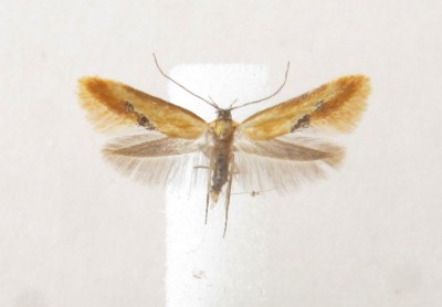 Batia lunaris