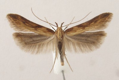 Metzneria neuropterella