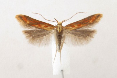 Metzneria aprilella