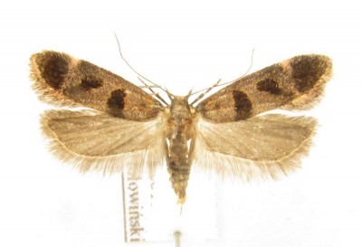 Mirificarma maculatella