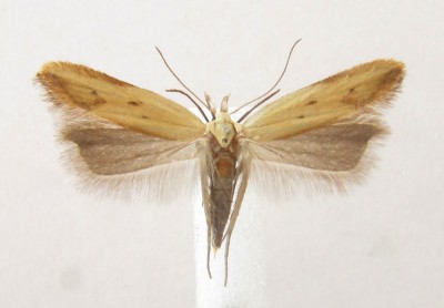 Mesophleps silacella