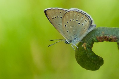 Puszcza Kampinoska, 18.07.2015