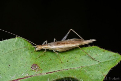 Oecanthus P1510889c.JPG