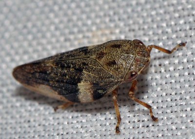 S. Aphrophora alni (Fallén, 1805) ?