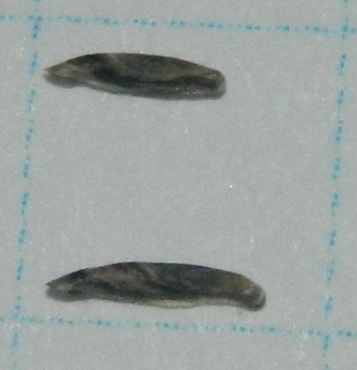 23 08 2015 Kleszczewo Kościerskie, młode gąsienice C. fuscociliella ok 3mm.jpg