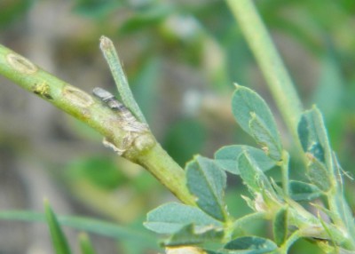 29 08  2015 Kleszczewo Kościerskie - młoda gasiennica C. fuscociliellana  na lucernie sierpowatej.jpg