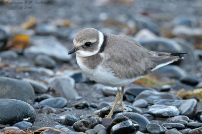 Charadrius hiaticula