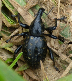 Liparus sp.? 30.05.2013, Ciesznów (jeśli dobrze pamiętam, mniej więcej tutaj: 50.266447, 17.930932)