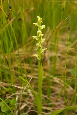 Platanthera hyperborea