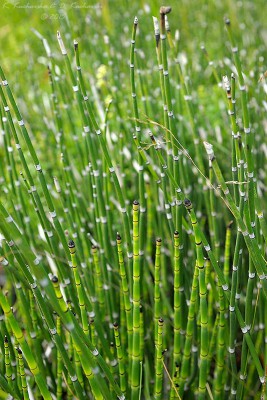 Equisetum hyemale