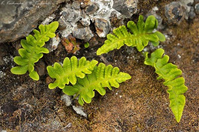 Polypodium vulgare