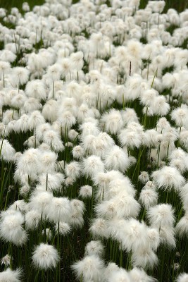 Eriophorum angustifolium