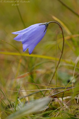 Campanula rotundifolia