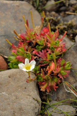 Saxifraga sp.