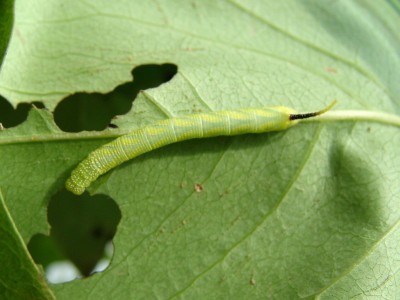 Acherontia atropos gąsienica L3.jpg