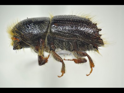 Ips typographus