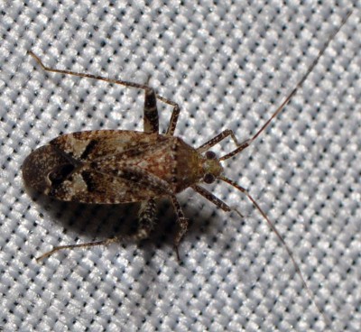 C. Phytocoris sp.