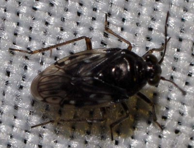 G. Saldula sp.