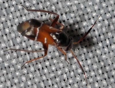 J. Pilophorus cinnamopterus (Kirschbaum, 1856)