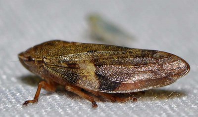 D. Aphrophora alni (Fallén, 1805)