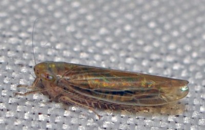 R. Cicadula frontalis (Herrich-Schäffer, 1835) ?