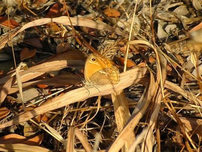 Coenonympha thyrsis w naturze.jpg