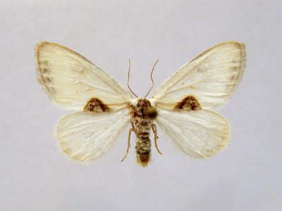 Cilix asiatica.jpg