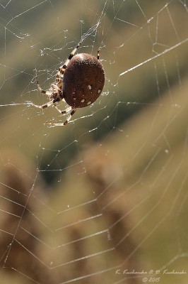 Araneus sp. (A. quadratus)