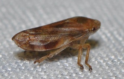 A. Philaenus spumarius  (Linnaeus, 1758) ?