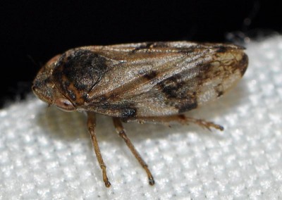 B. Philaenus spumarius  (Linnaeus, 1758) ?