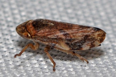 C. Philaenus spumarius  (Linnaeus, 1758) ?