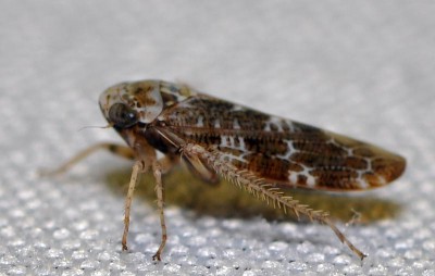 I. Allygus mixtus (Fabricius, 1794)