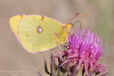 Colias sp.