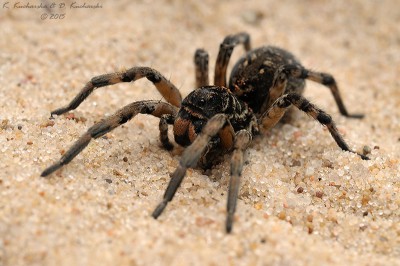 Samica Lycosa sp.