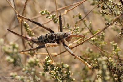 Saga cf. ephippigera