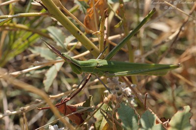 Acrida sp. (A. bicolor?)