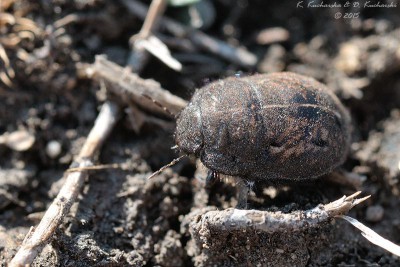 Scutelleridae ?