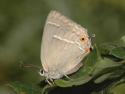 Neozephyrus quercus (LINNAEUS, 1758) - Węgry, 12.07.2008.