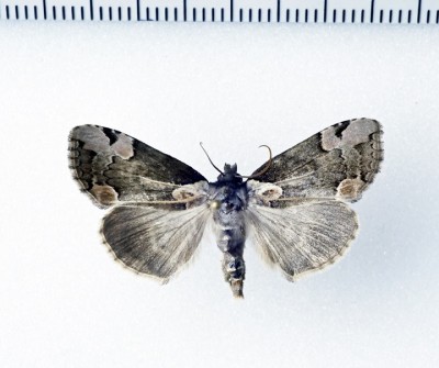 Motyl podobny do naszego Thyatira batis , ale to jest przedstawiciel fauny azjatyckiej , oznaczony wstępnie jako Thyatira hedemanni Christoph, 1885