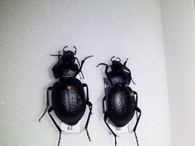 carabus cf.jpg