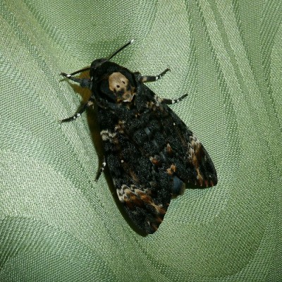 Acherontia atropos.jpg