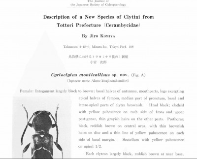Komiya, 1980. Description of a New Species of Clytini from Tottori Prefecture .jpg