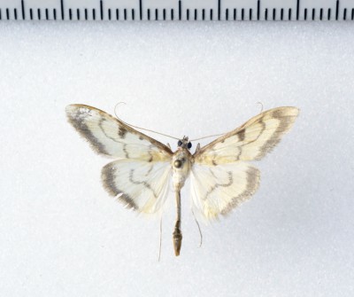 Przedstawiciel fauny azjatyckiej: Paratalanta ussurialis (Bremer, 1864), choć do Europy tej odległej, rosyjskiej<br />zalatuje bardzo podobny:<br />Paratalanta cultralis (Staudinger, 1867)