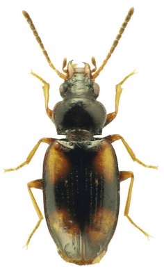 Elaphropus (Tachyura) diabrachys (Kolenati, 1845).jpg