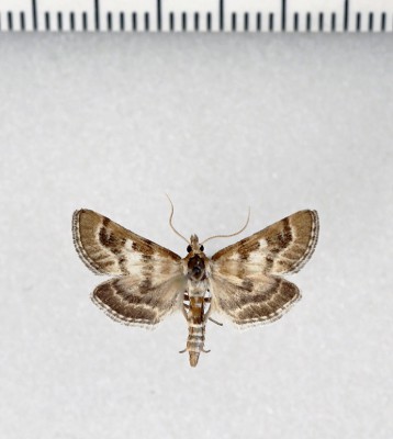 Metasia suppandalis   (Hübner, 1823)