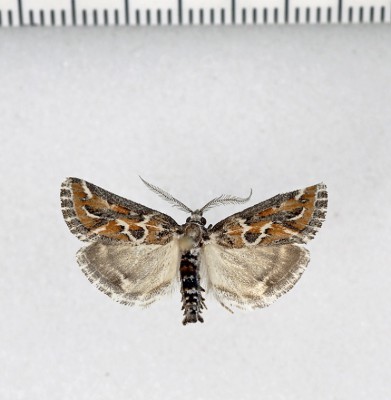 Hypotia massilialis   (Duponchel, 1832)<br />w dwóch wydaniach kolorystycznych