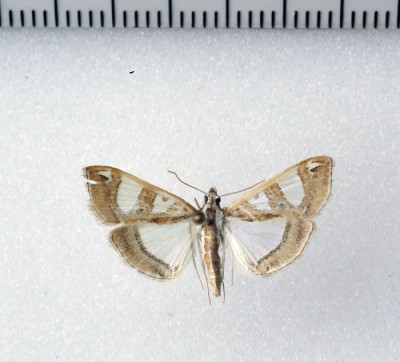 Glyphodes pyloalis Walker, 1859