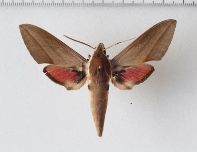 Theretra alecto   (Linnaeus, 1758)