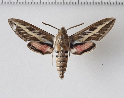 Hyles livornica   (Esper, 1780)